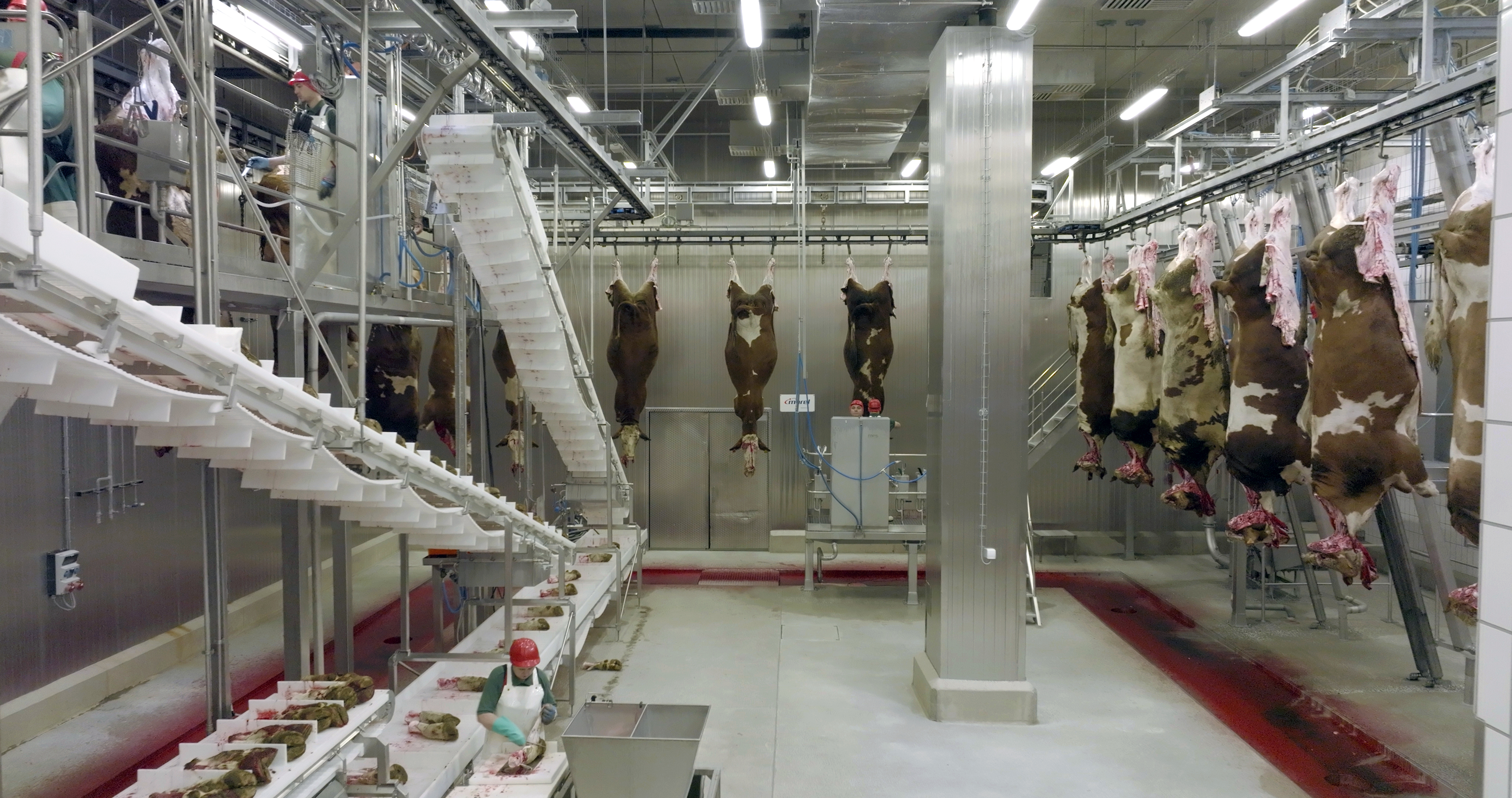 Europas größter Rinderschlachtbetrieb in Bayern