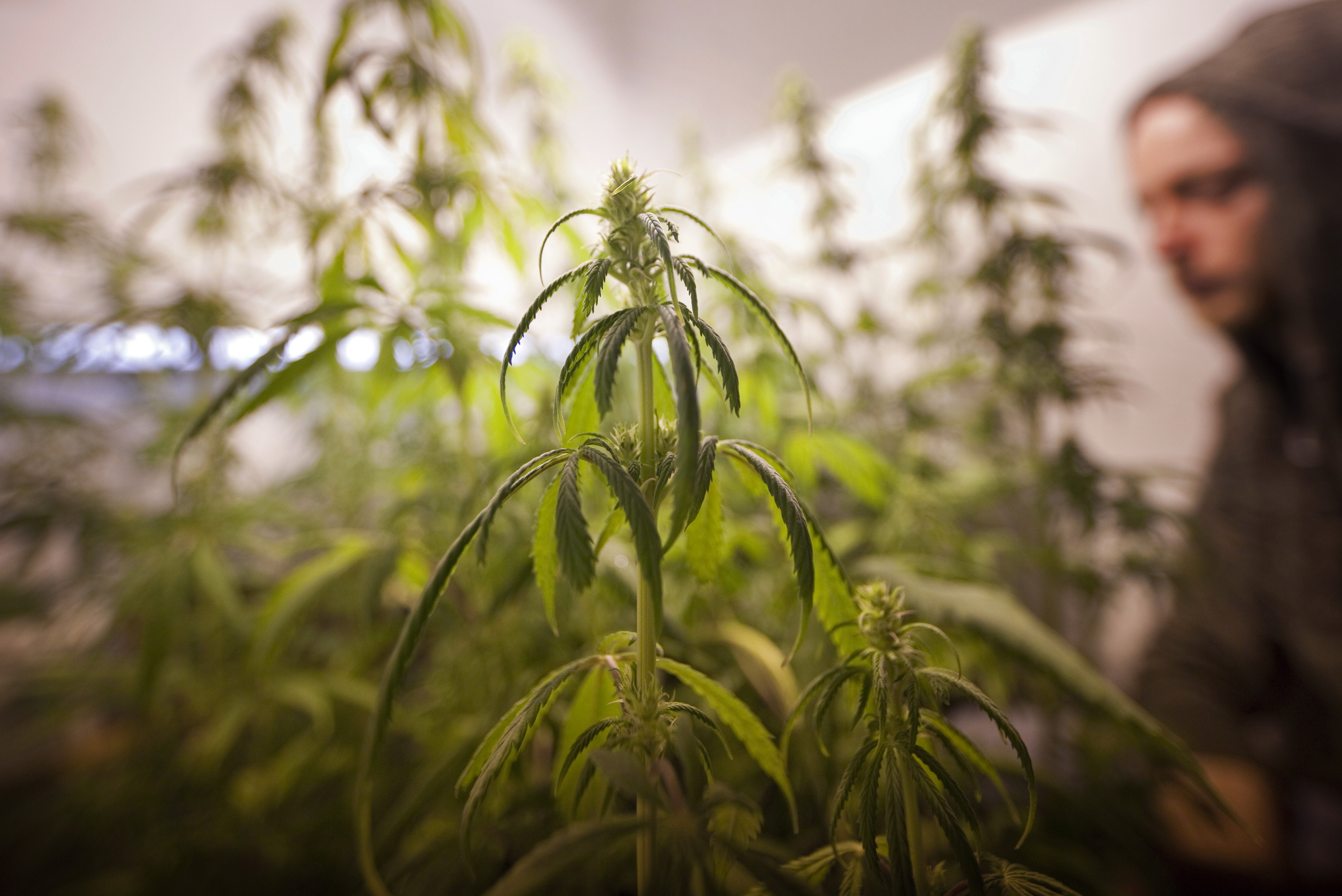 Cannabis legalisieren!?