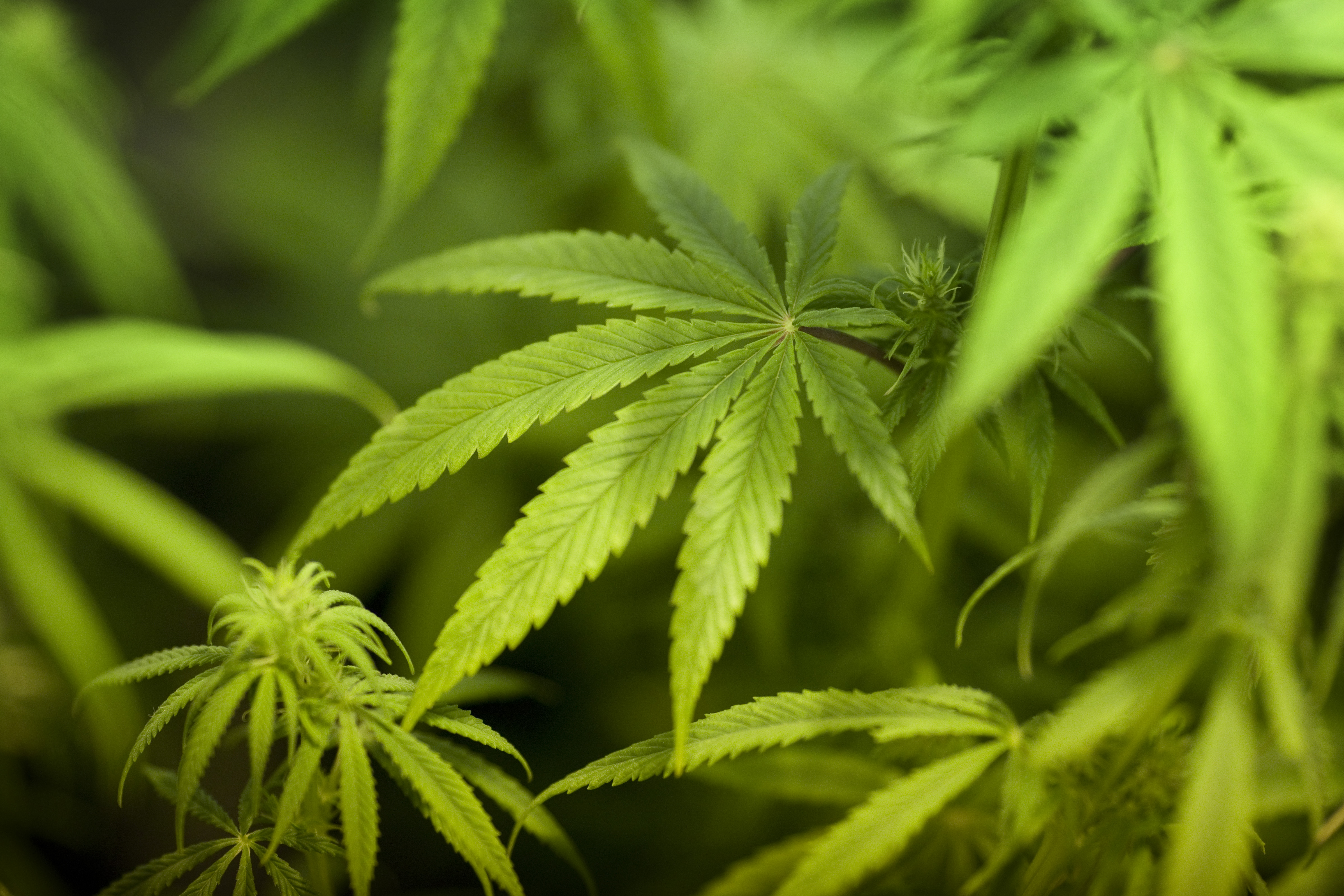 Cannabis legalisieren!?