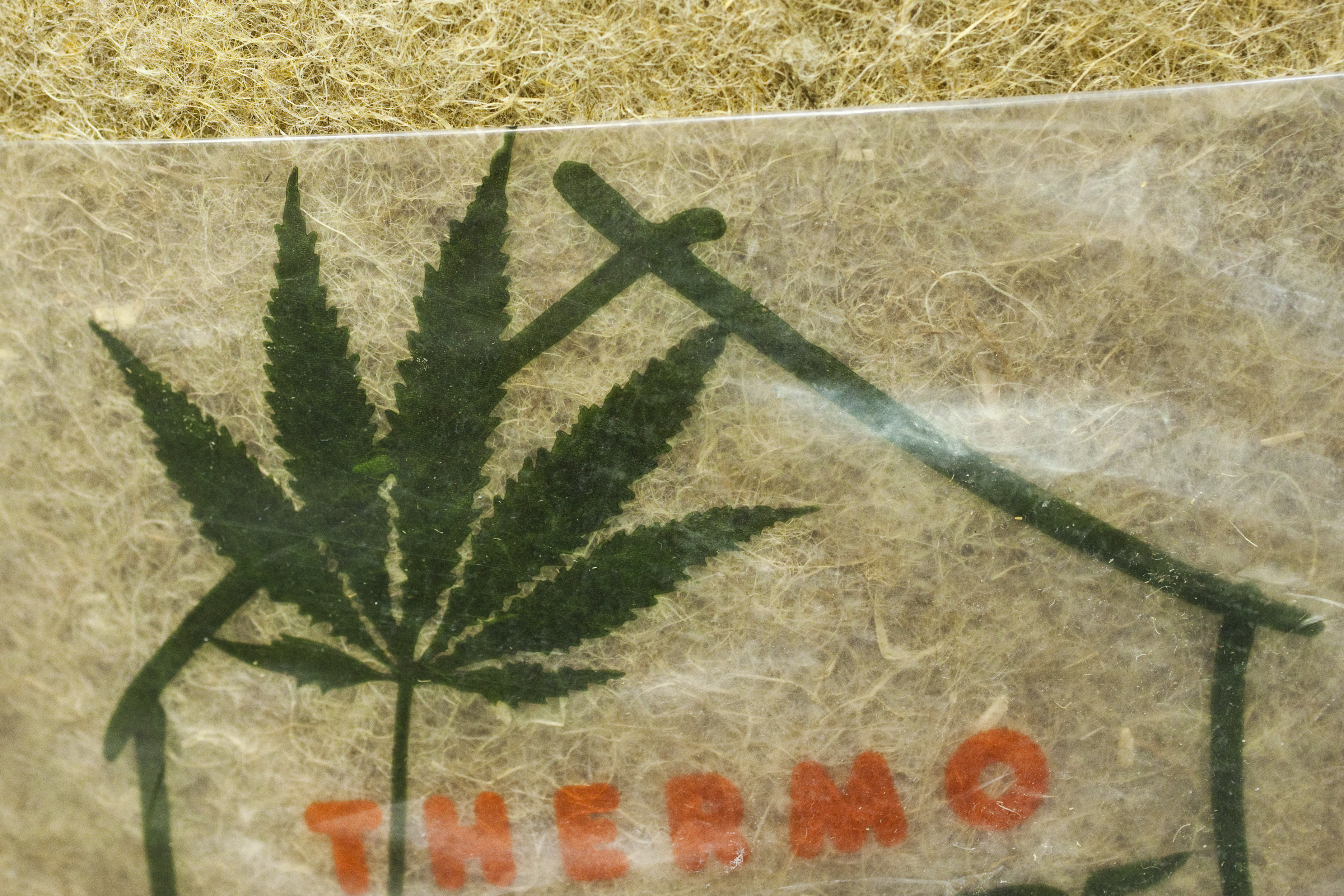 Cannabis legalisieren!?