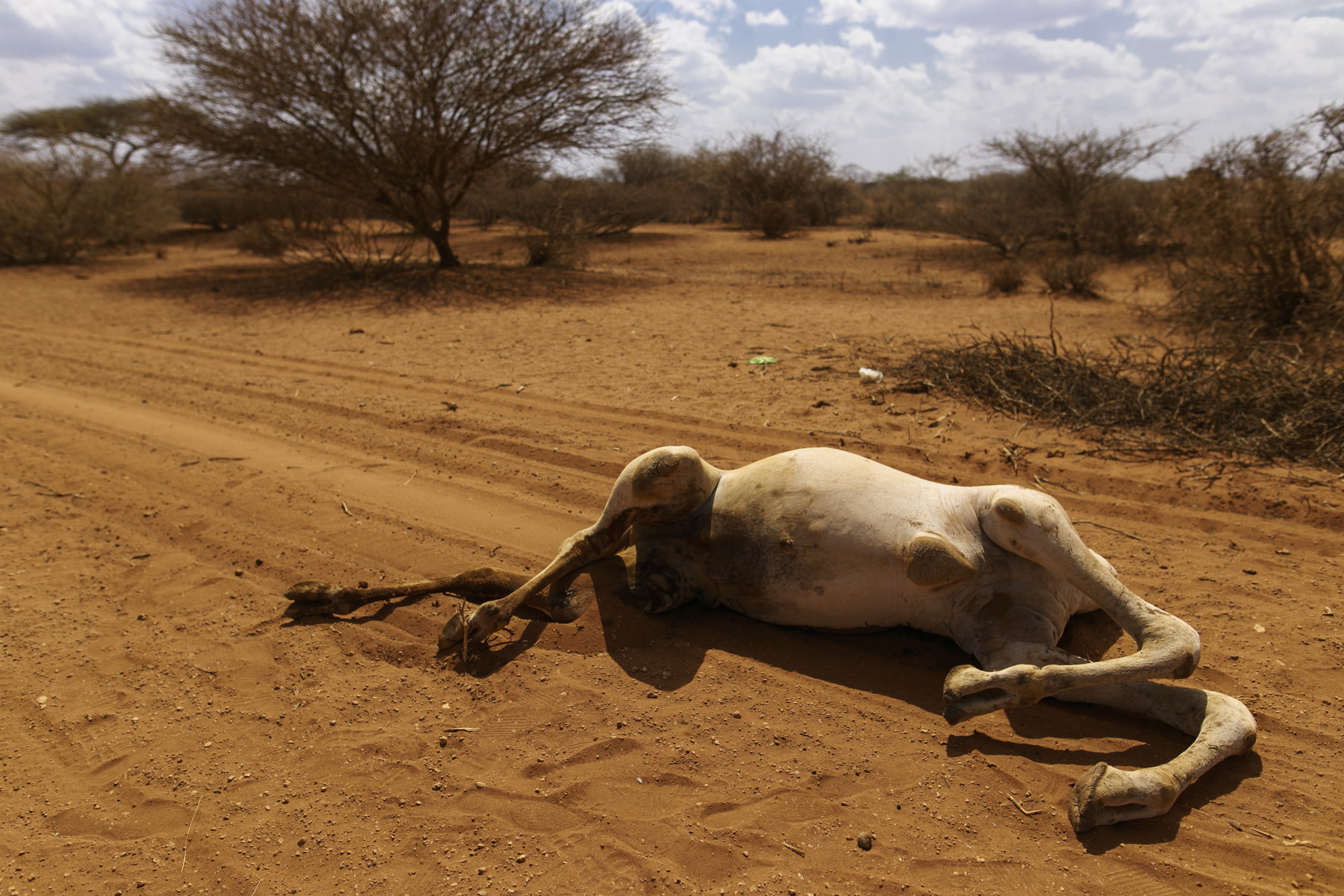 Während einer Dürre im April 2017 in Äthiopien verendetes Kamel: Wenn es Afrika schlecht geht, kann es auch Europa nicht gut gehen.