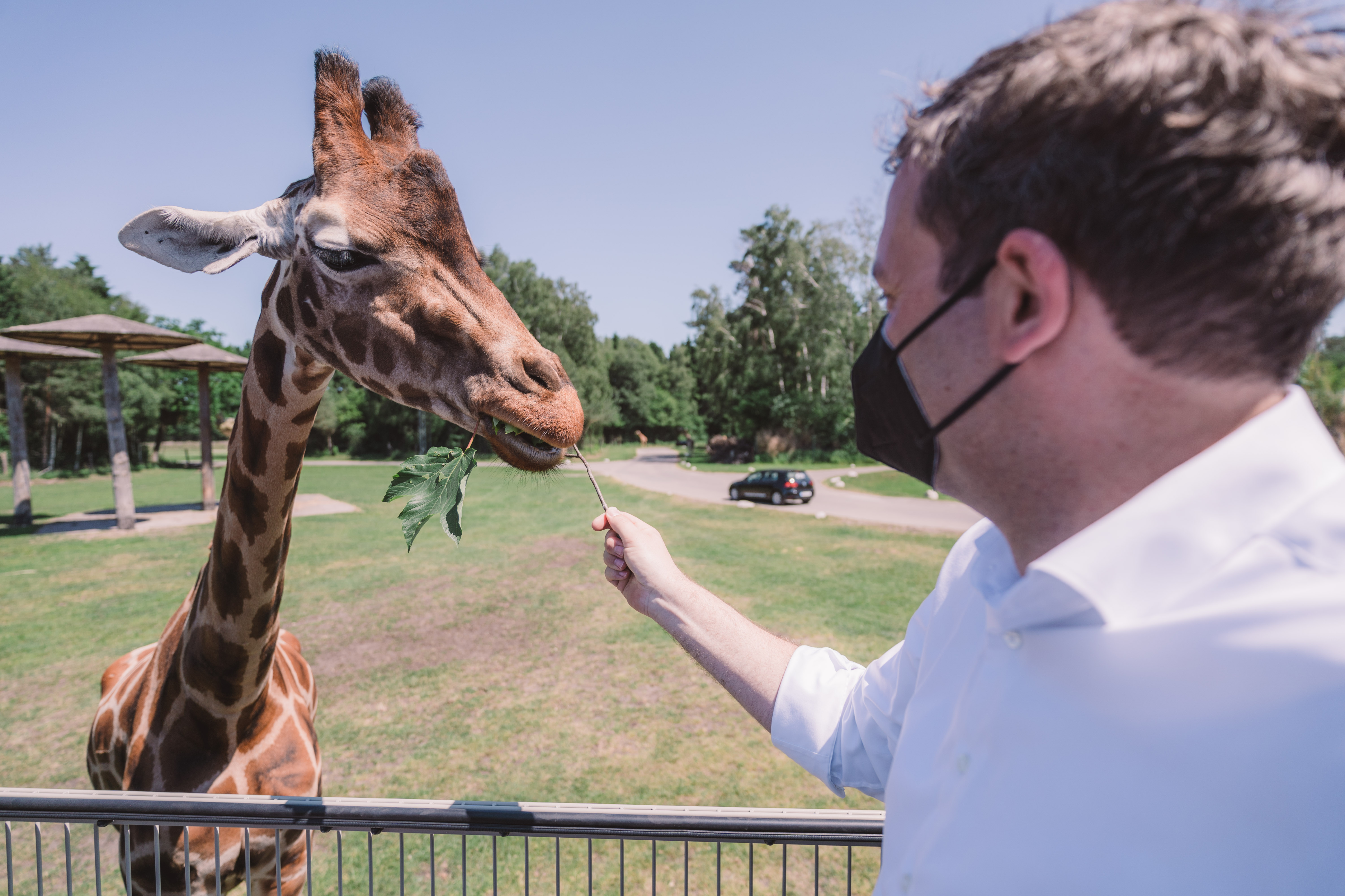 Auge in Auge mit Linda: Im Serengeti-Park füttert Lars Klingbeil Giraffen. Während der Corona-Krise hat er viel geholfen.