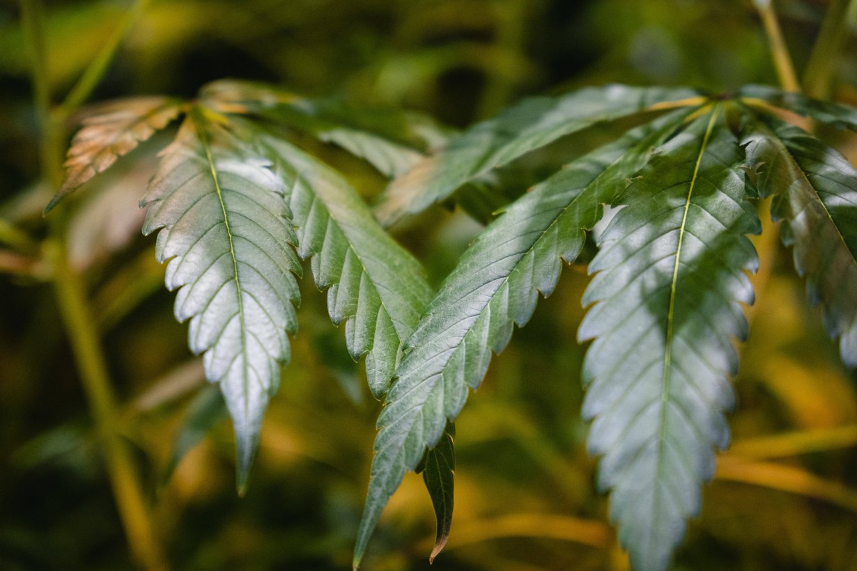 Cannabis wird nicht nur eine berauschende, sondern auch eine heilende Wirkung zugeschrieben.