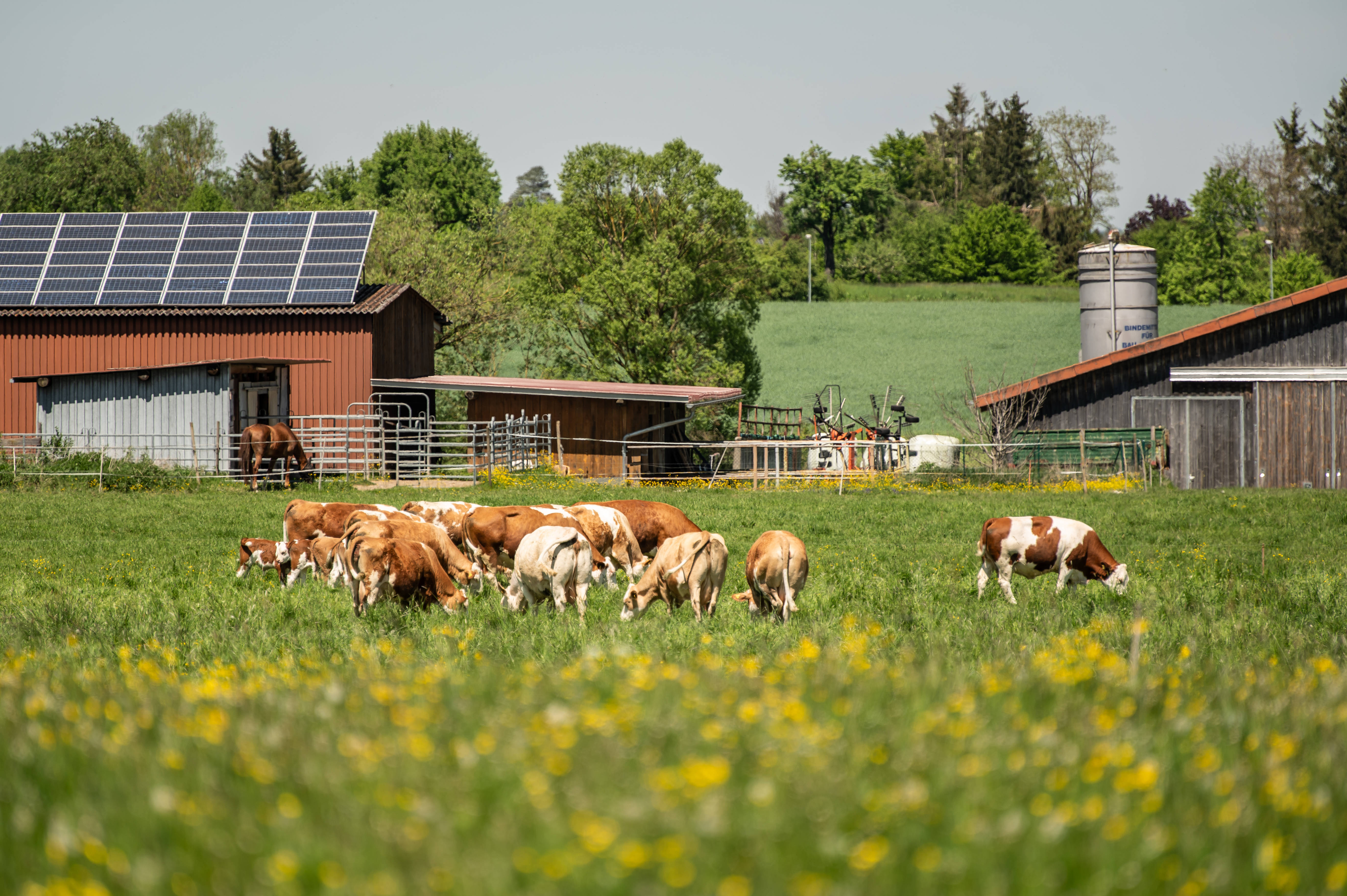 Mit dem Agrar-Paket stärkt die Ampel die Stellung der Bauern in Deutschland, sagt SPD-Landwirtschaftsexperin Susanne Mittag.