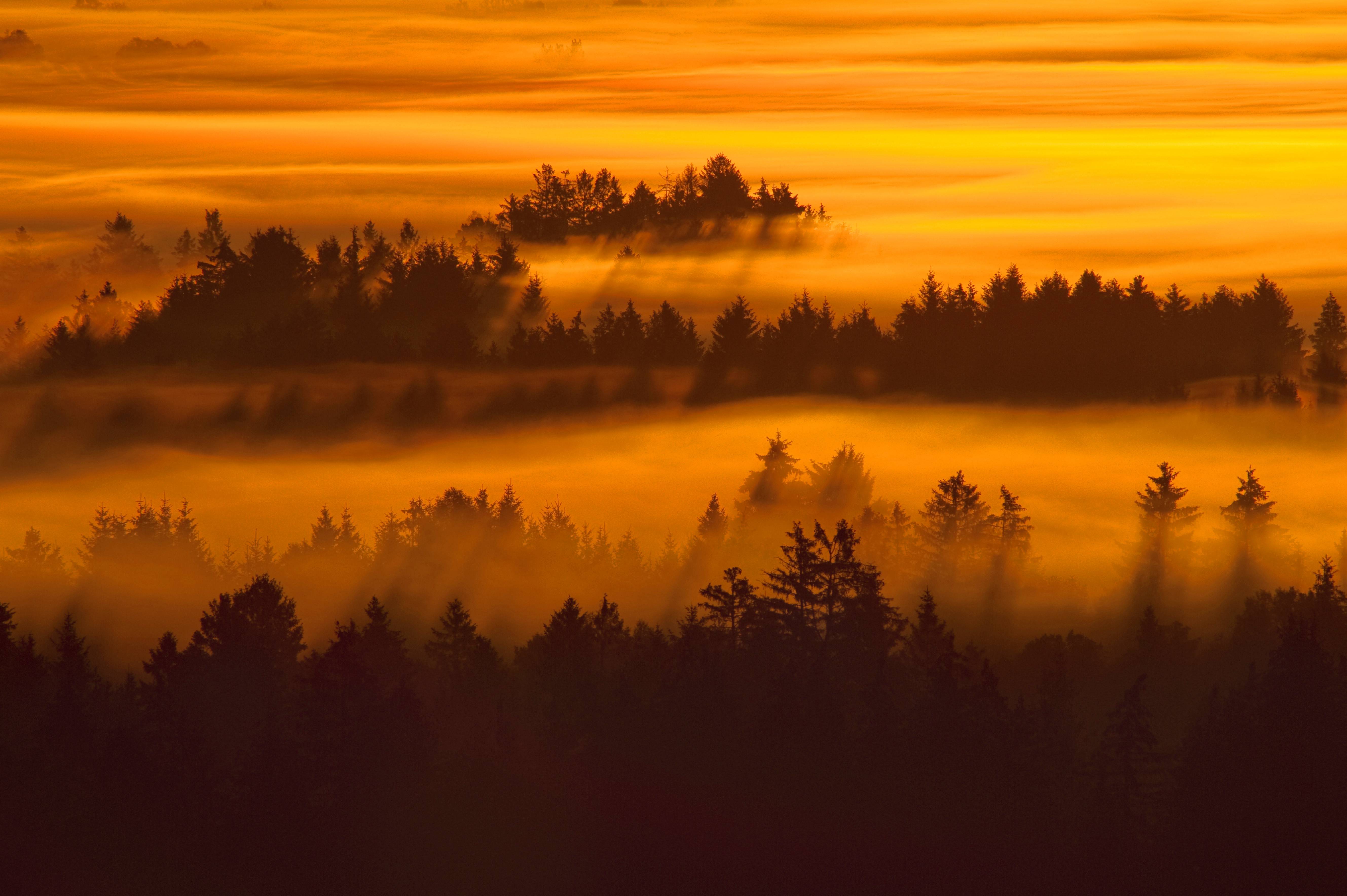 Morgennebel im Kochelmoos, einem Moor in Bayern, das unter Naturschutz steht.