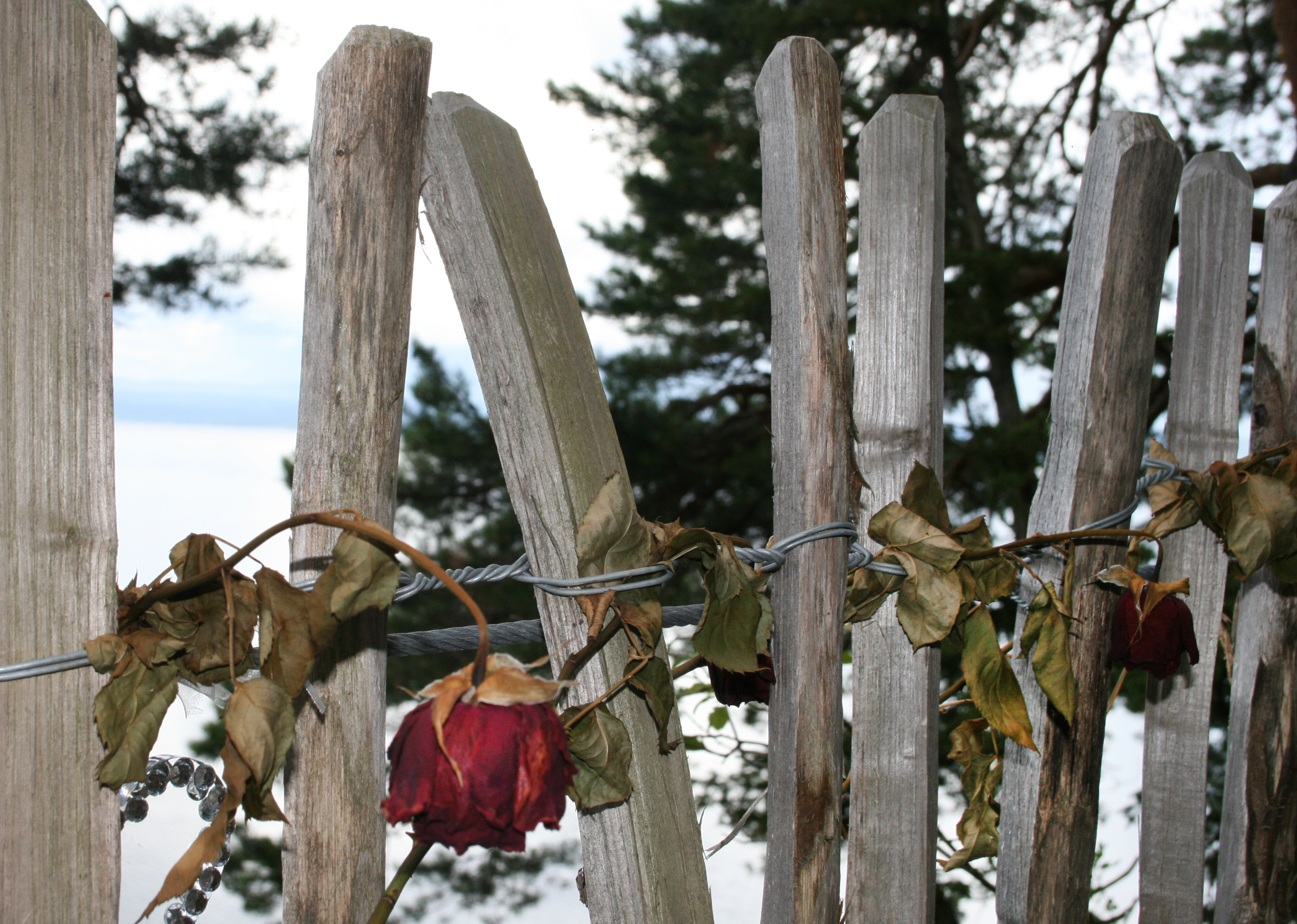 Eine verwelkte Rose auf dem Pfad der Verliebten auf der Insel Utoya: Vor zehn Jahren wurde er zum Pfad des Todes während des Massakers von Utoya