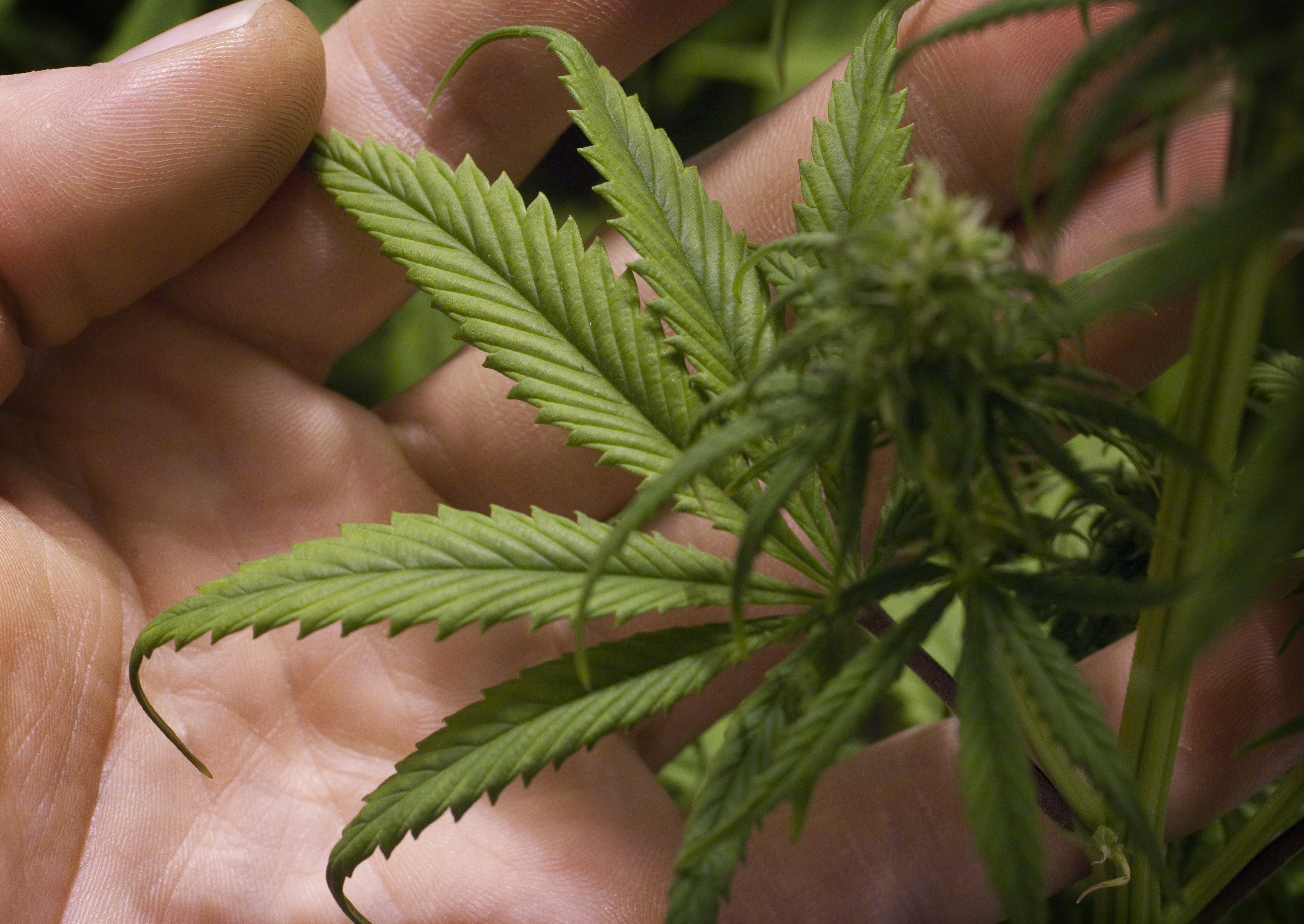 Hanf Legalisierung?