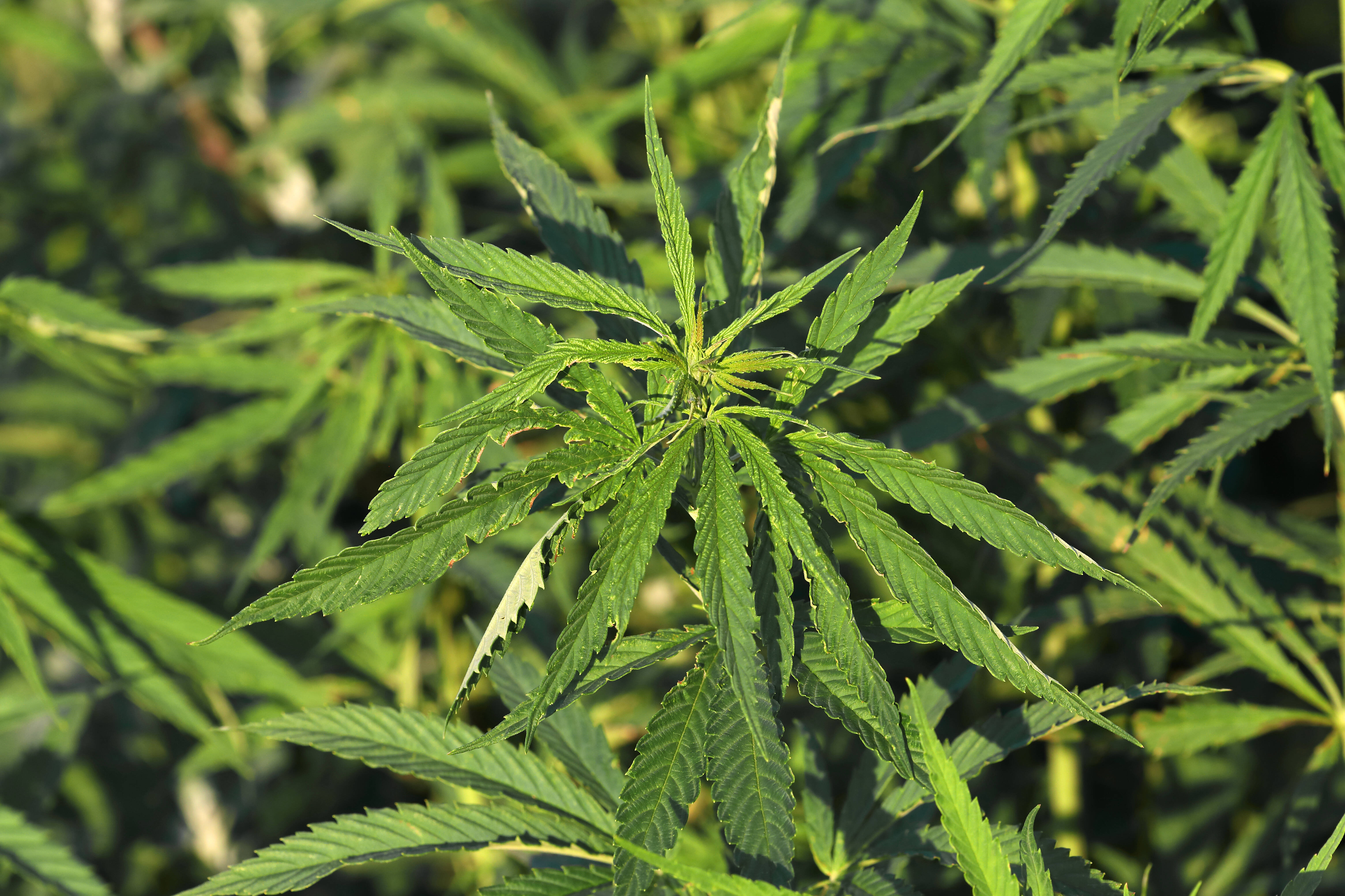 Der Cannabis-Konsum ist durch die Haltung der Union nach wie vor verboten. 