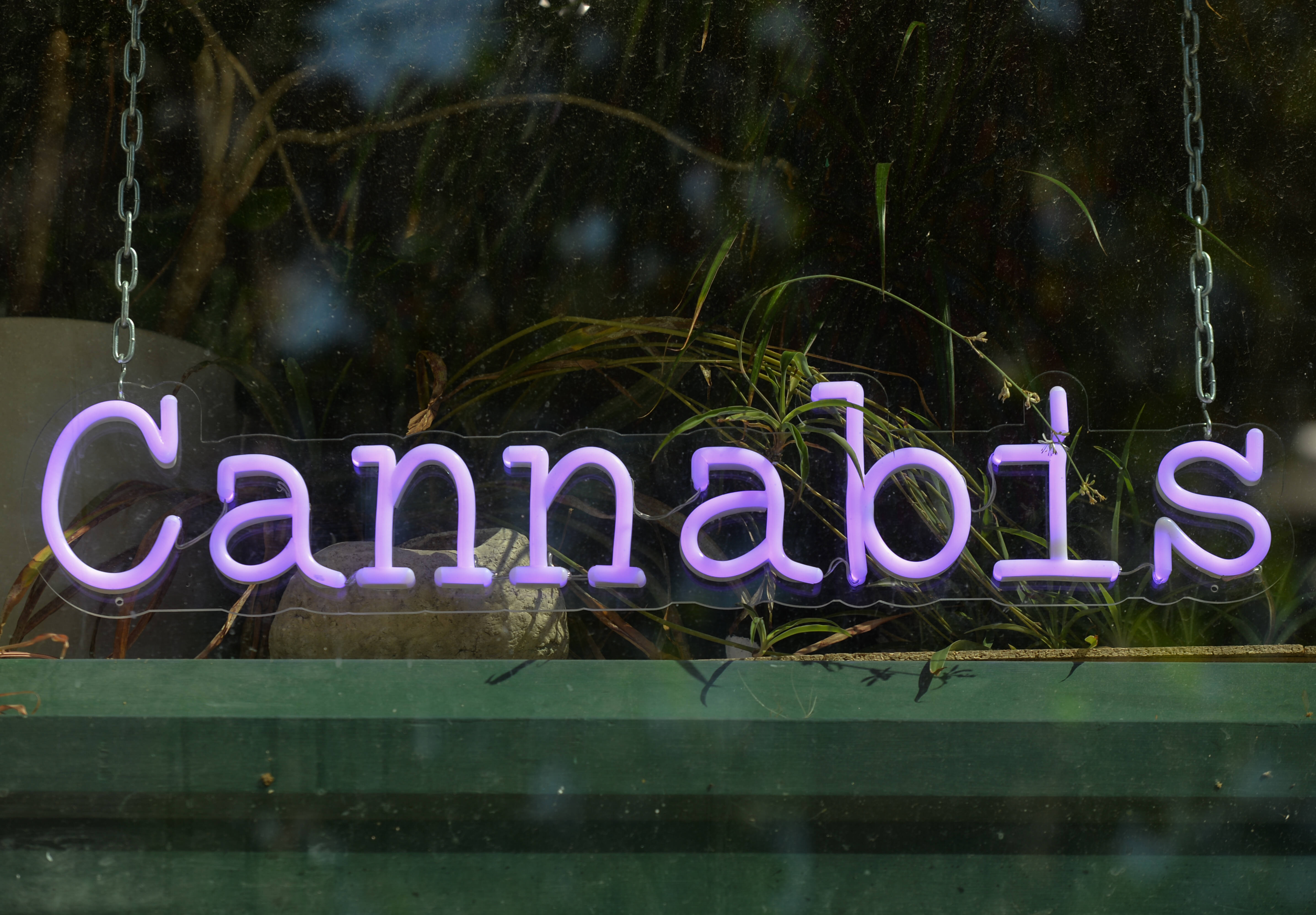 Nun heißt es Farbe bekennen: Die Ampel-Koalition will den Verkauf von Cannabis legalisieren.