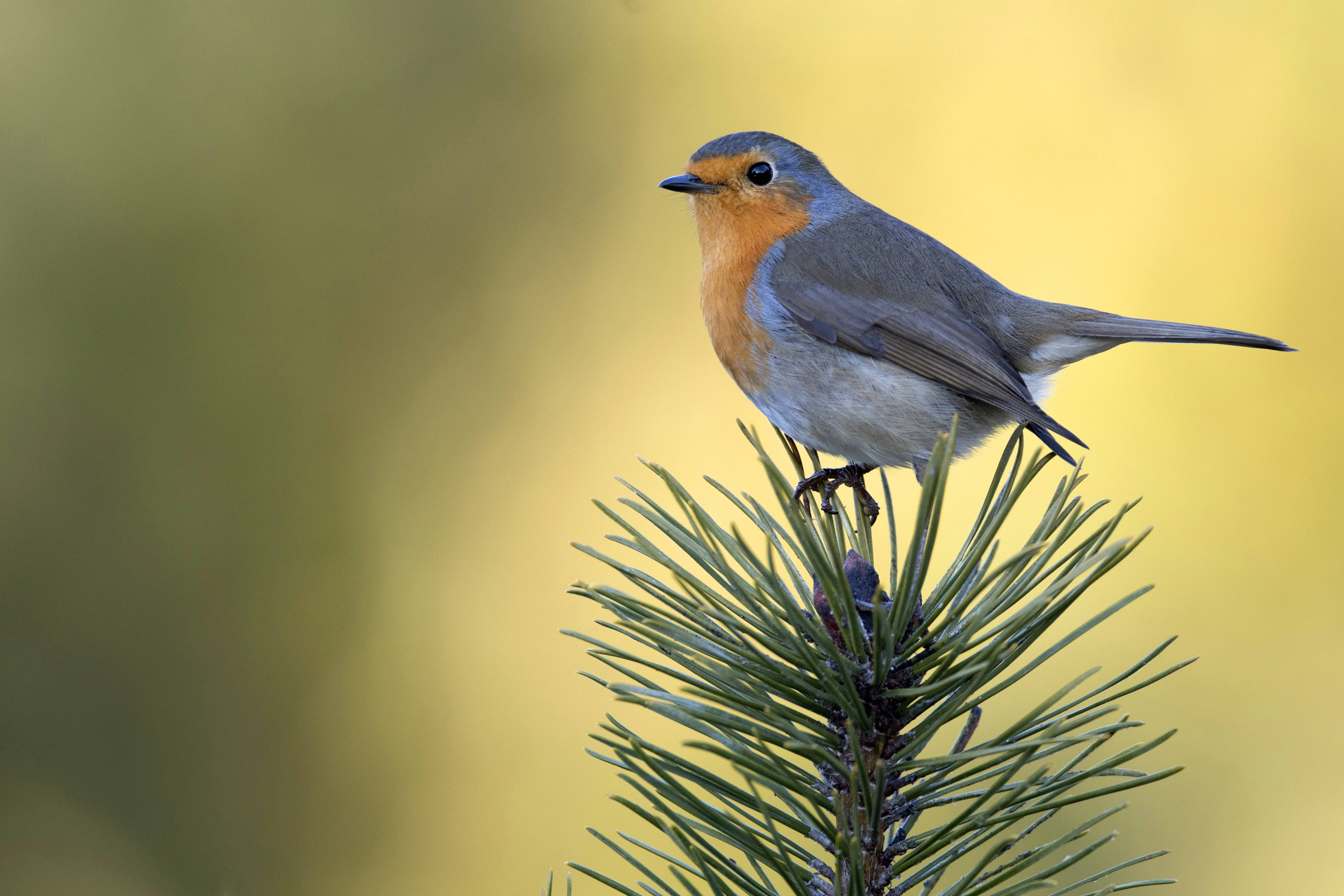 Das Rotkehlchen: Es gilt als einer der beliebtesten Vögel Deutschlands, 1992 und 2021 wurde es „Vogel des Jahres“. So wählten es die Naturschutzfreunde in der SPD zu ihrem Namensgeber.