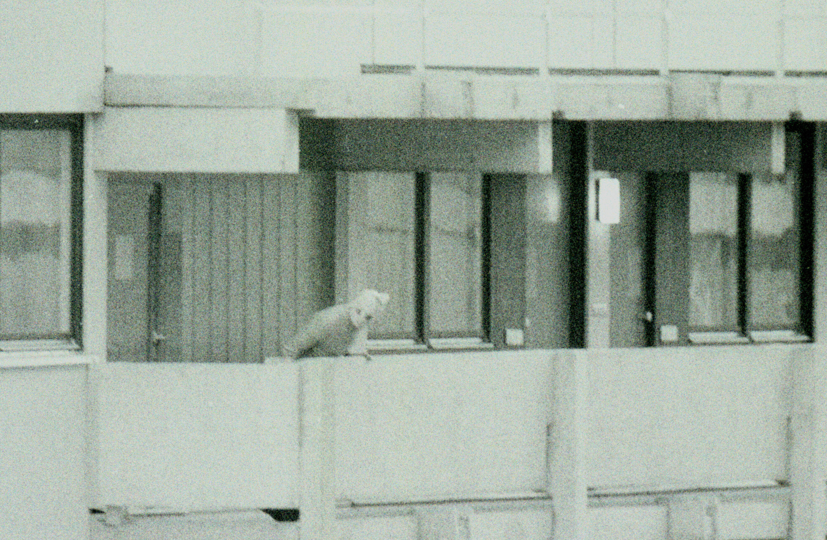 Maskierter palästinensischer Terrorist auf dem Balkon der israelischen Unterkünfte in München: Sorge um die schädliche Wirkung des Attentats auf das Image Deutschlands